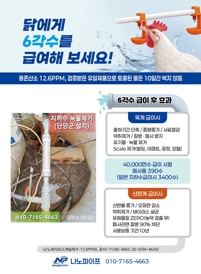 1.닭에게6각수급이후현상